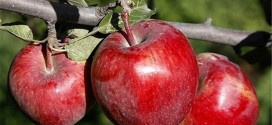 نهال سیب رد دلیشز یا قرمز لبنان