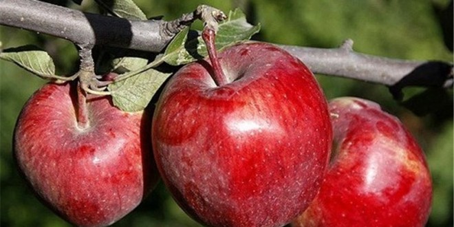 نهال سیب رد دلیشز یا قرمز لبنان